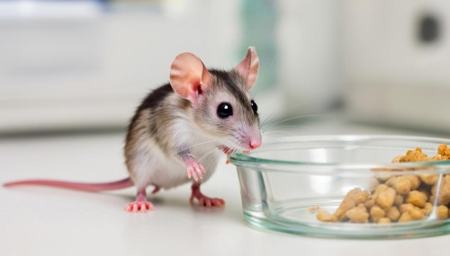 Голодание повышает эффективность лечения рака молочной железы